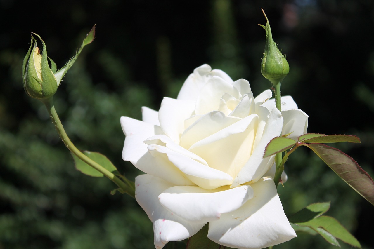 rose white flower botanical free photo