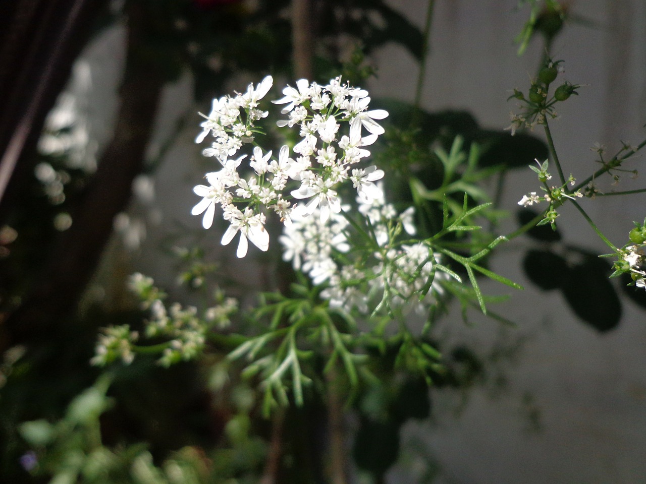 white flower floral plant free photo