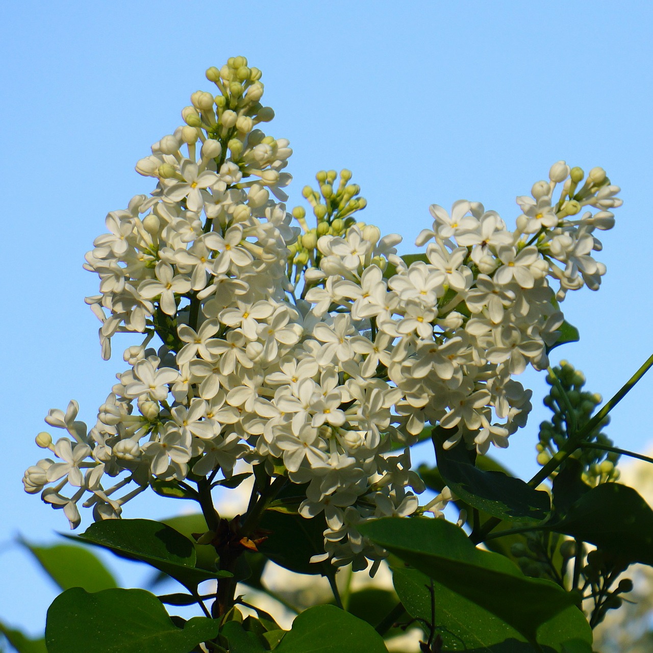 white flower inflorescence lilac free photo