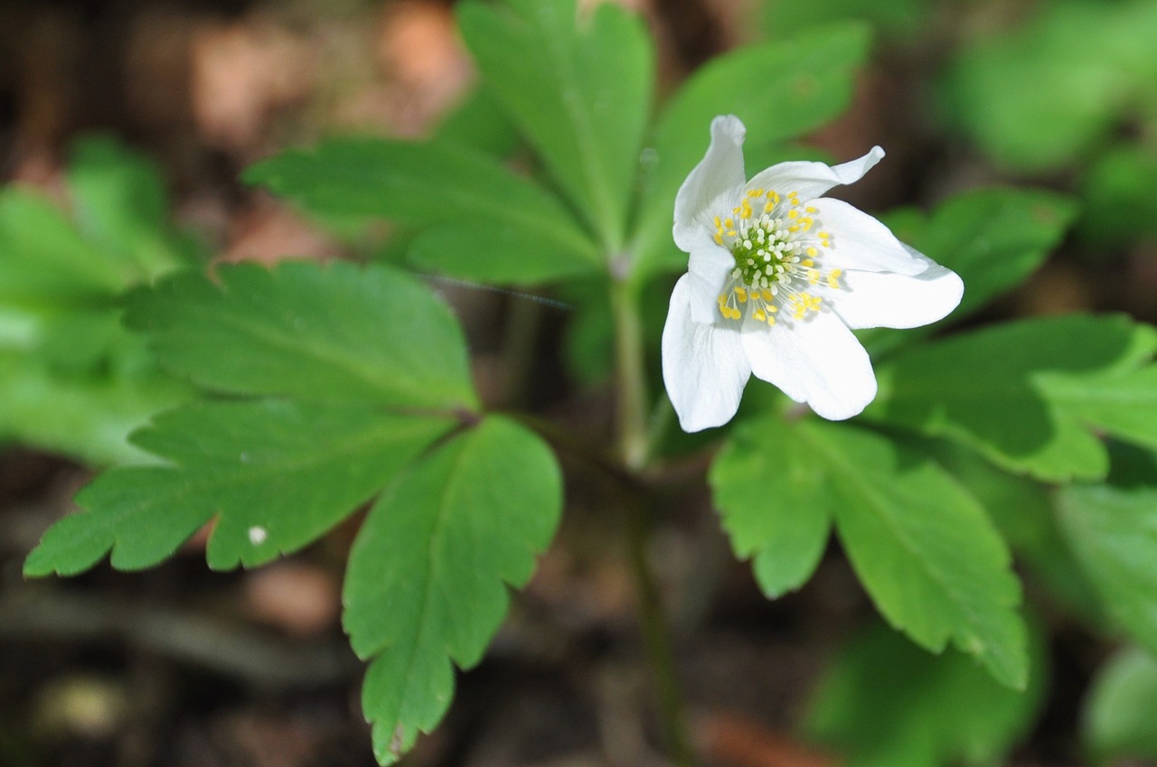 white flower flower wood foliage free photo