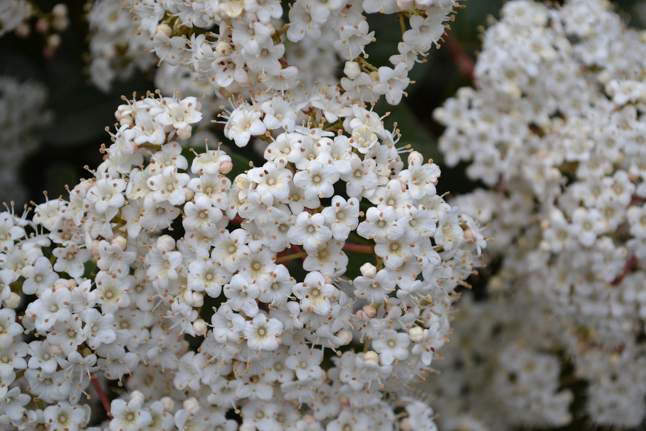 white flower flower flowers free photo