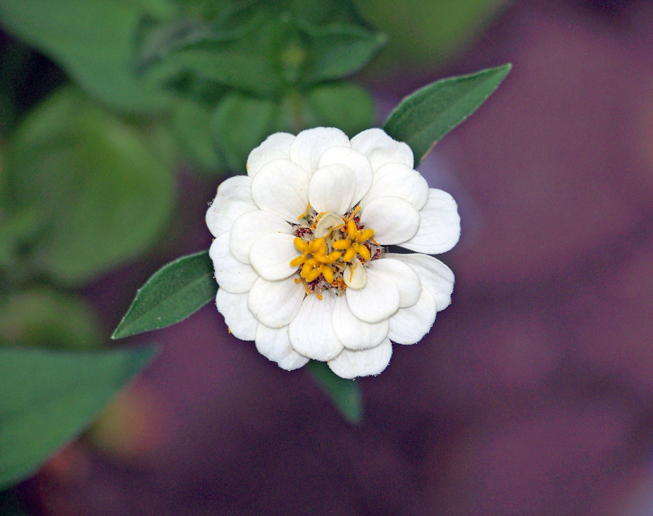 flower white yellow free photo