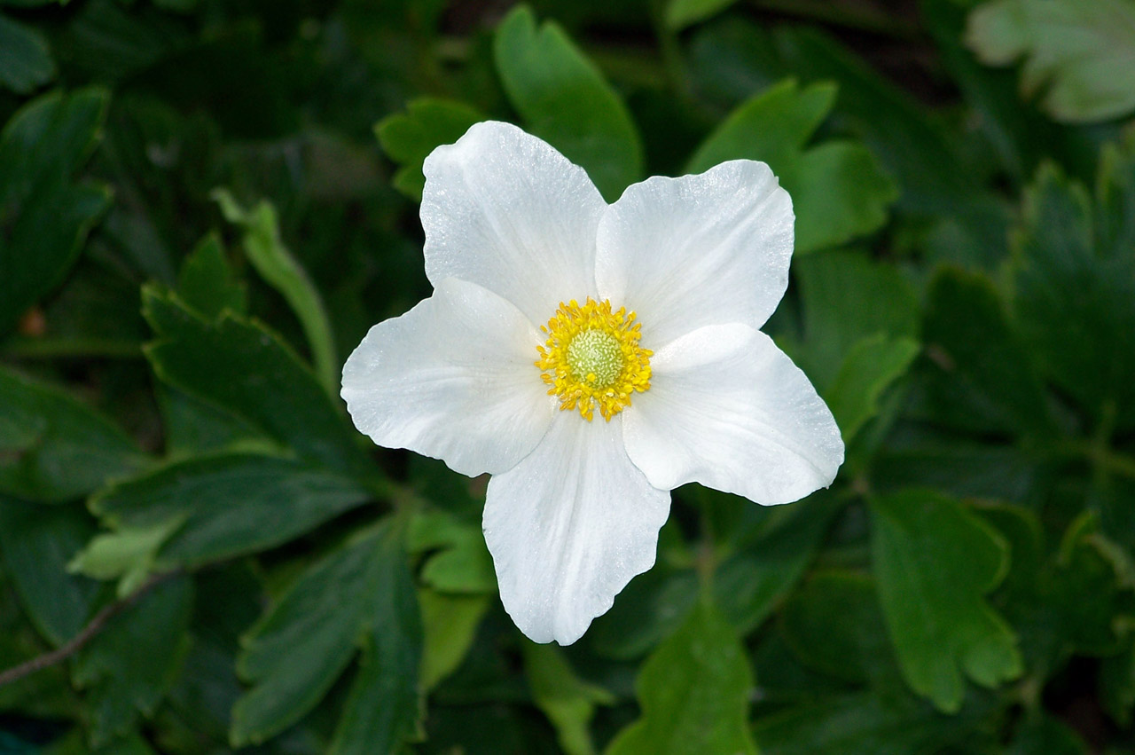 flower white yellow free photo