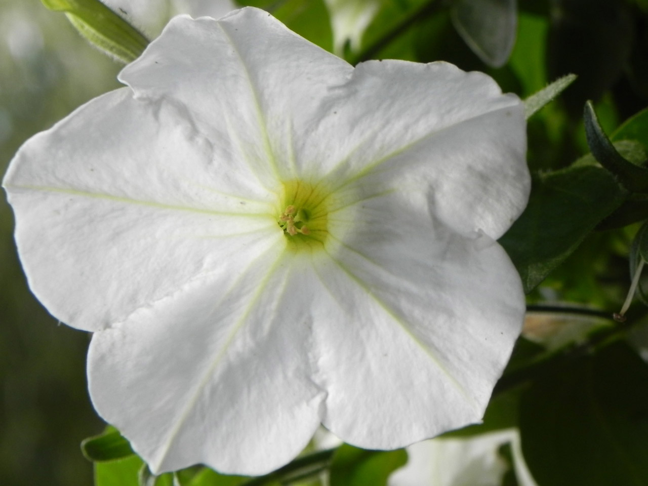 flower white leaves free photo