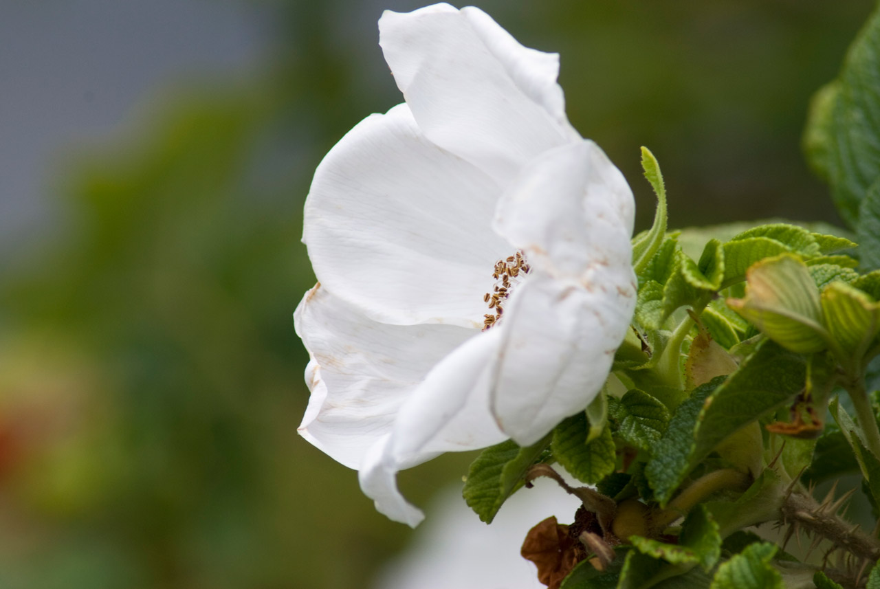 white flower dog free photo