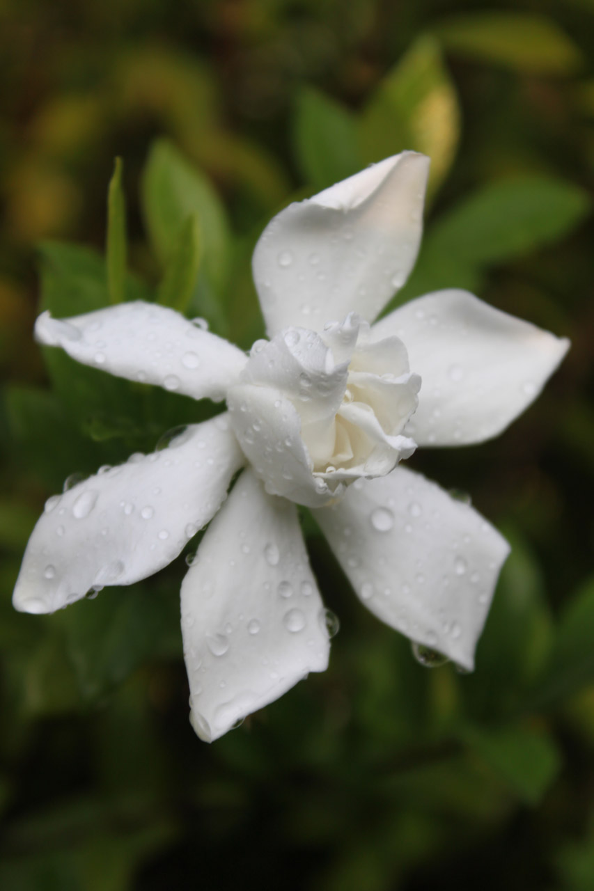 rain white flower free photo