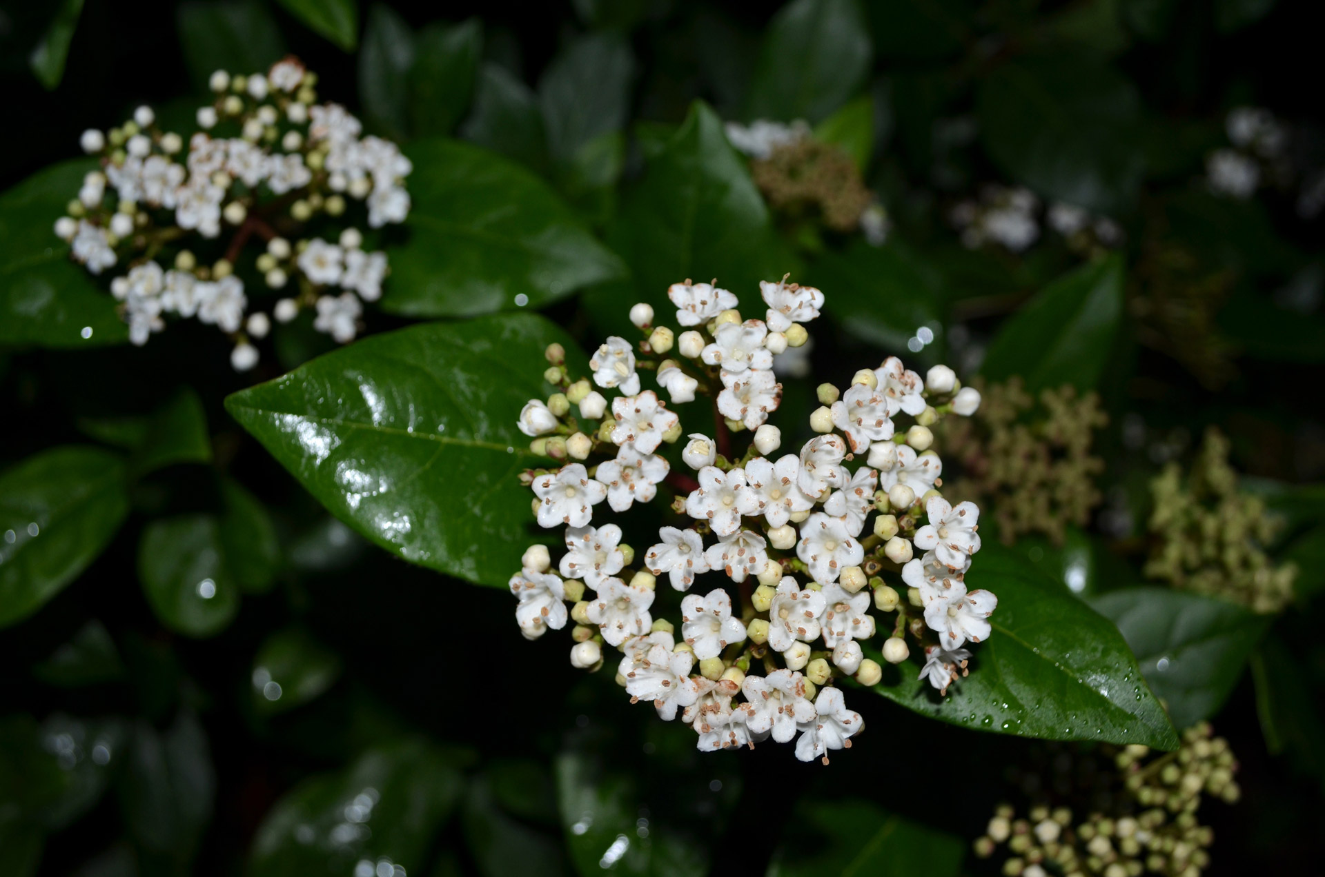 white flower shrub free photo