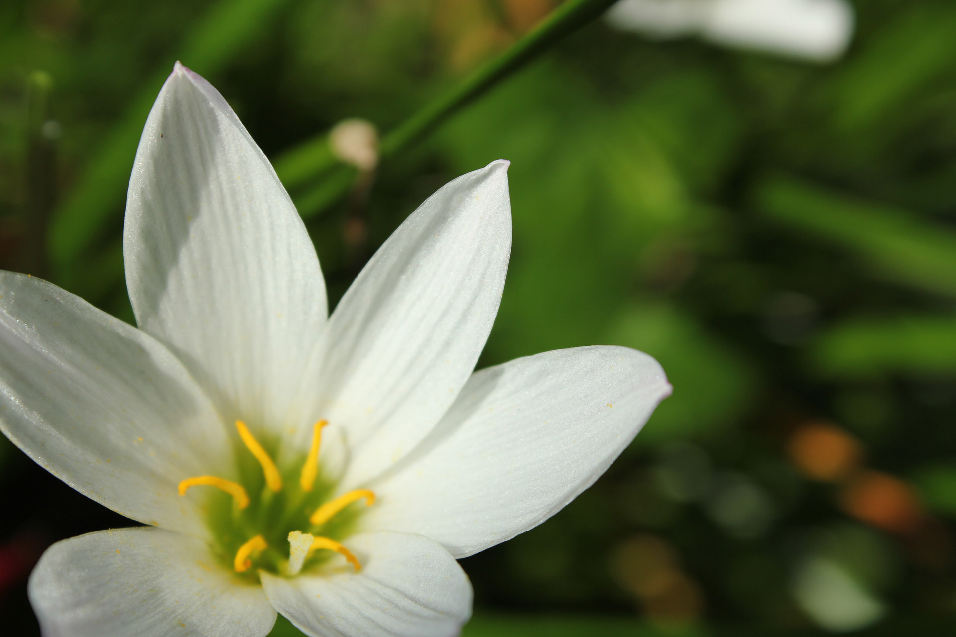 white flower flower single free photo