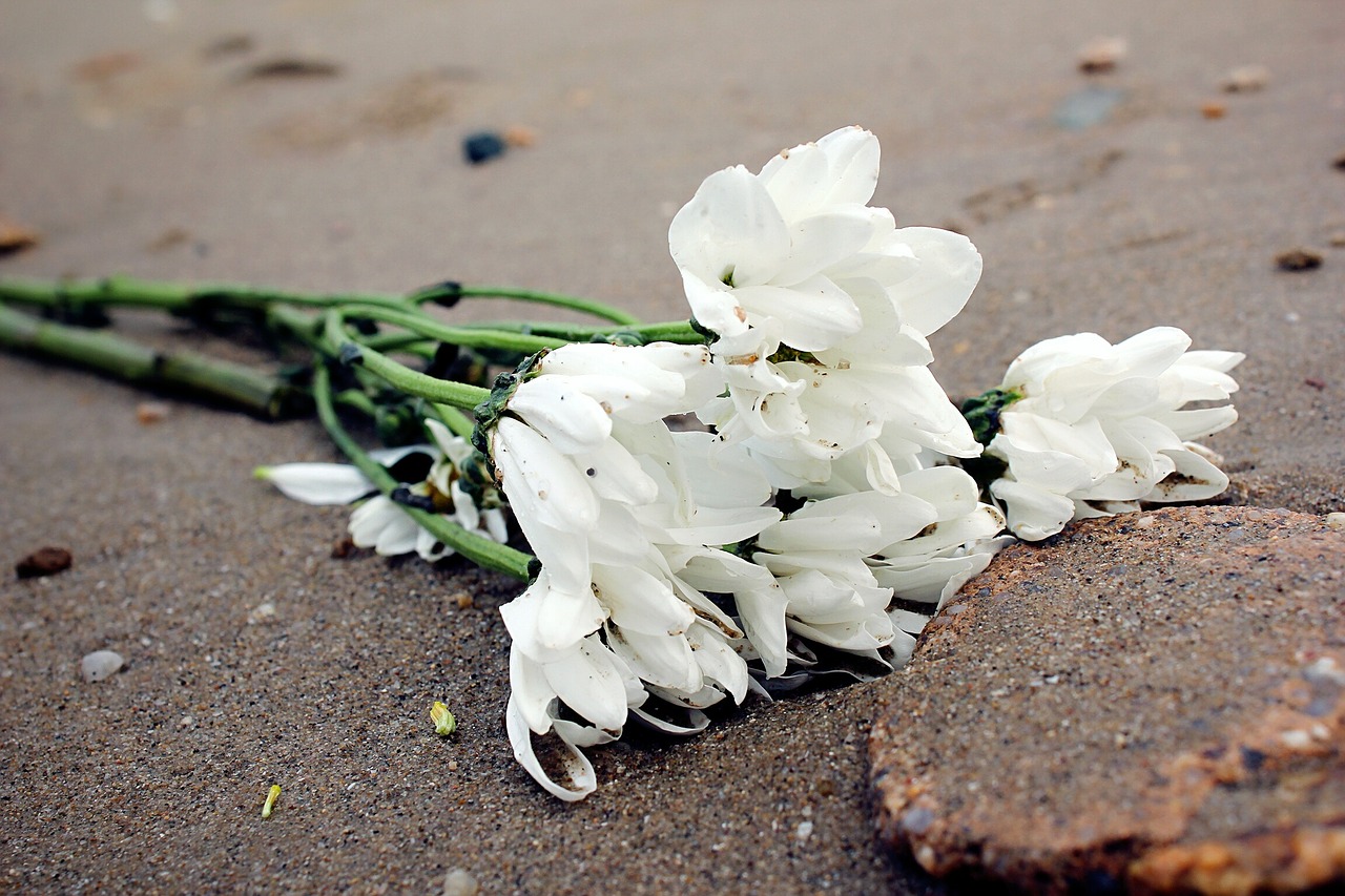 white flower lonely beach free photo