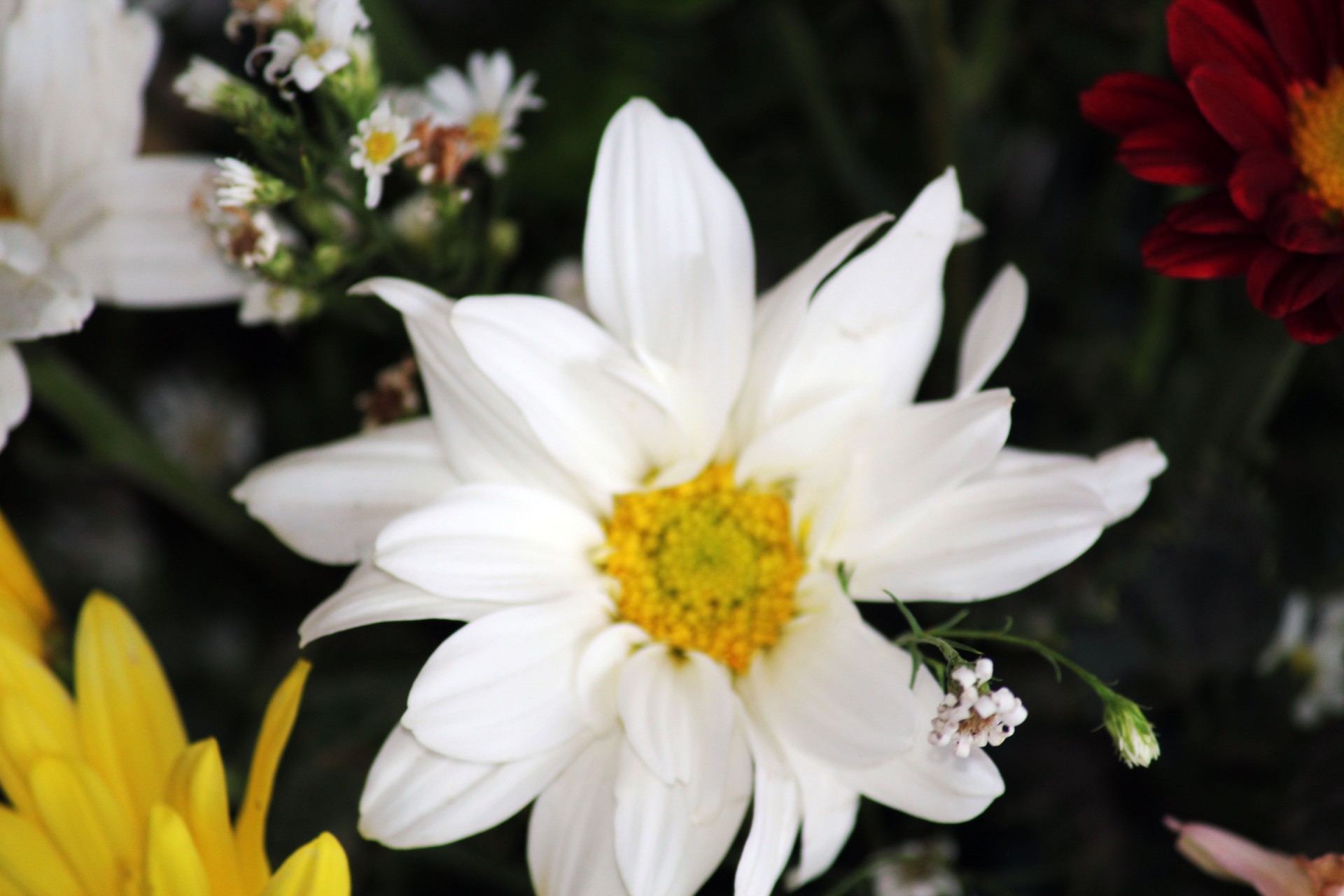 white flower flower garden petals free photo