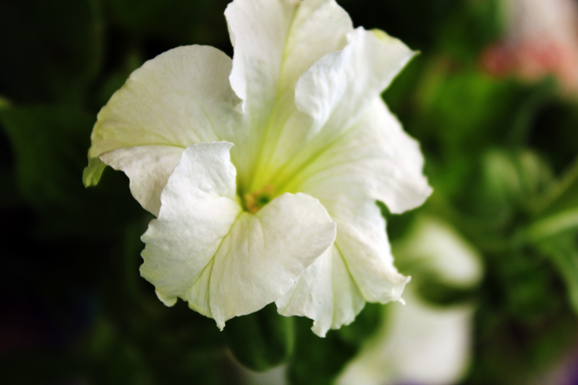 white flower flower garden petals free photo