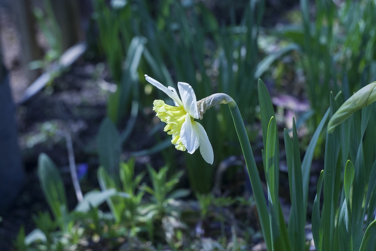 white flower bloom nature free photo