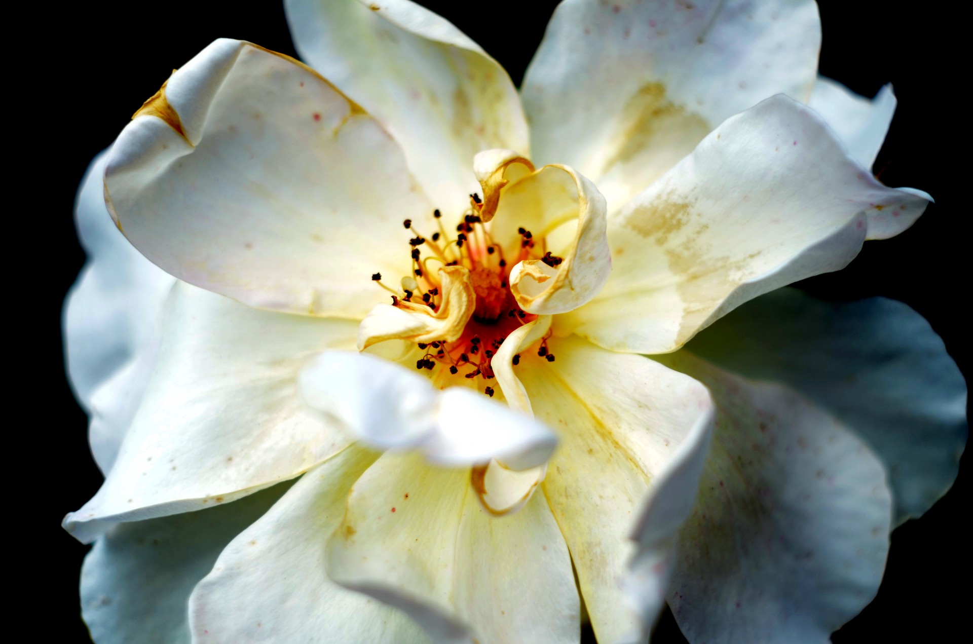 white flower white flower free photo