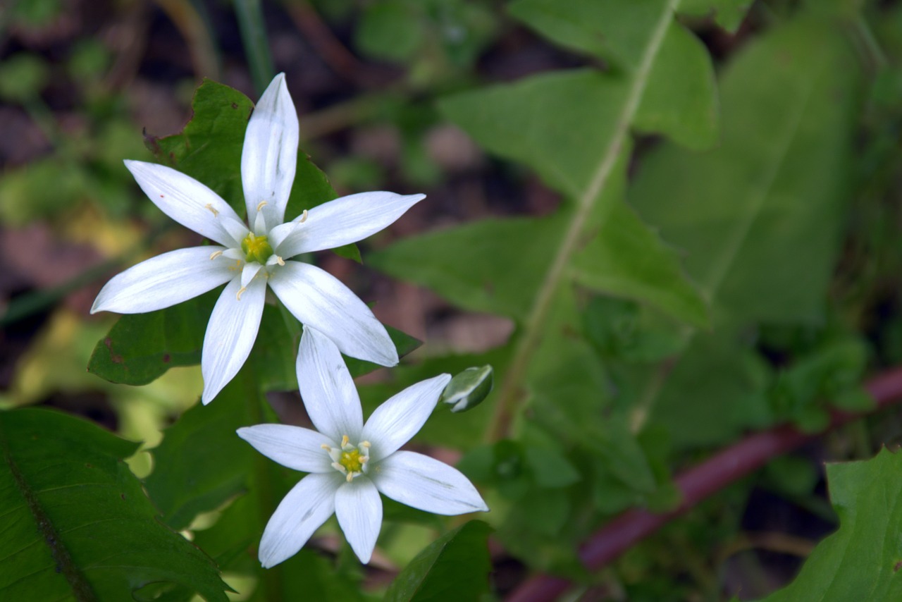 white flower tiny flower asterisk free photo