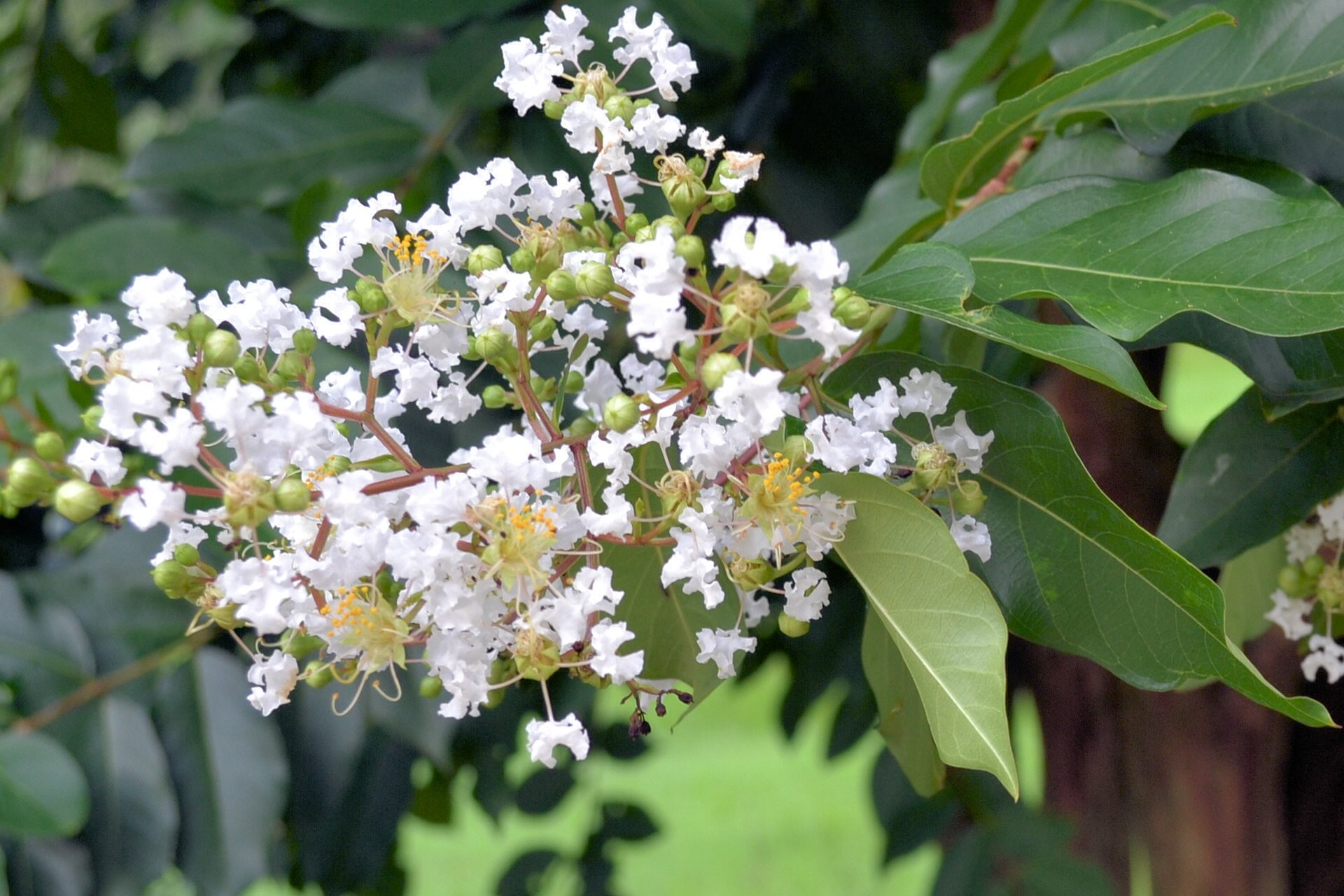 flower tree plant free photo