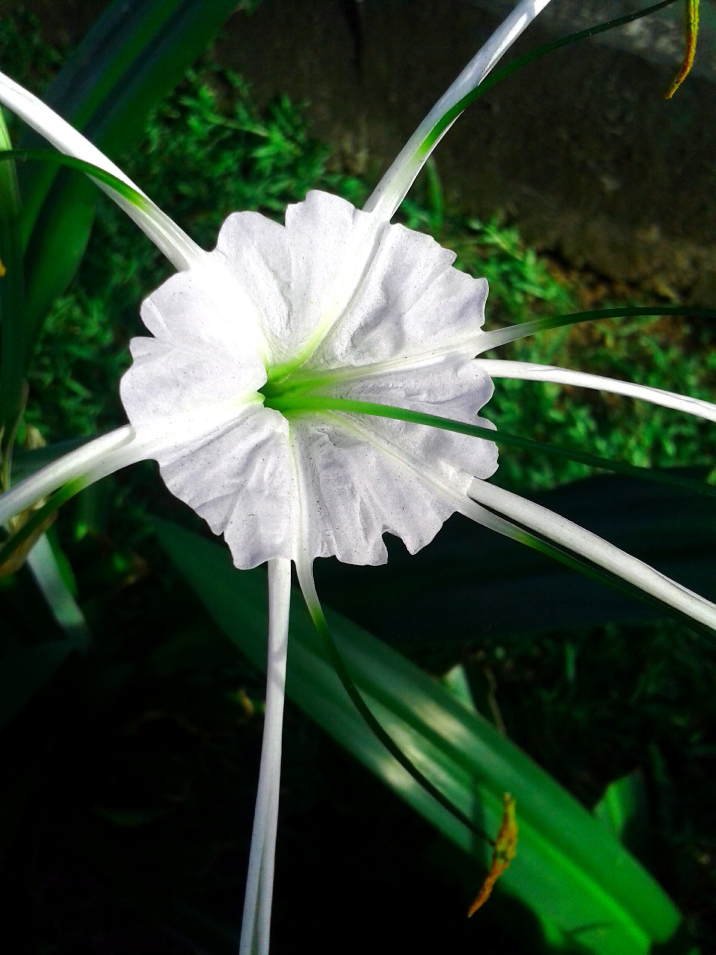 white flower petals  plants garden free photo