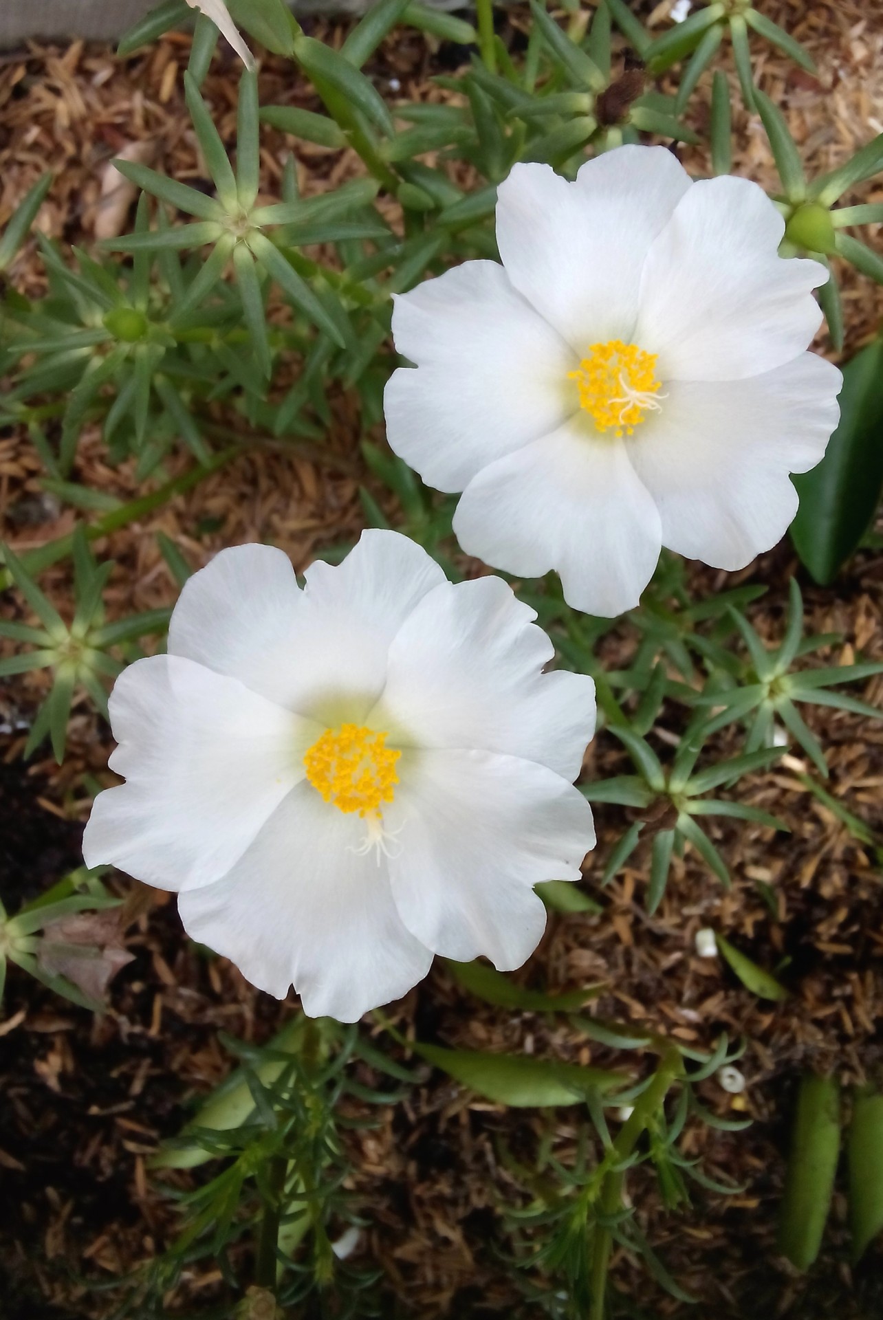 flower white garden free photo