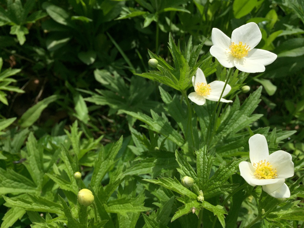 white flower blooms beautiful free photo