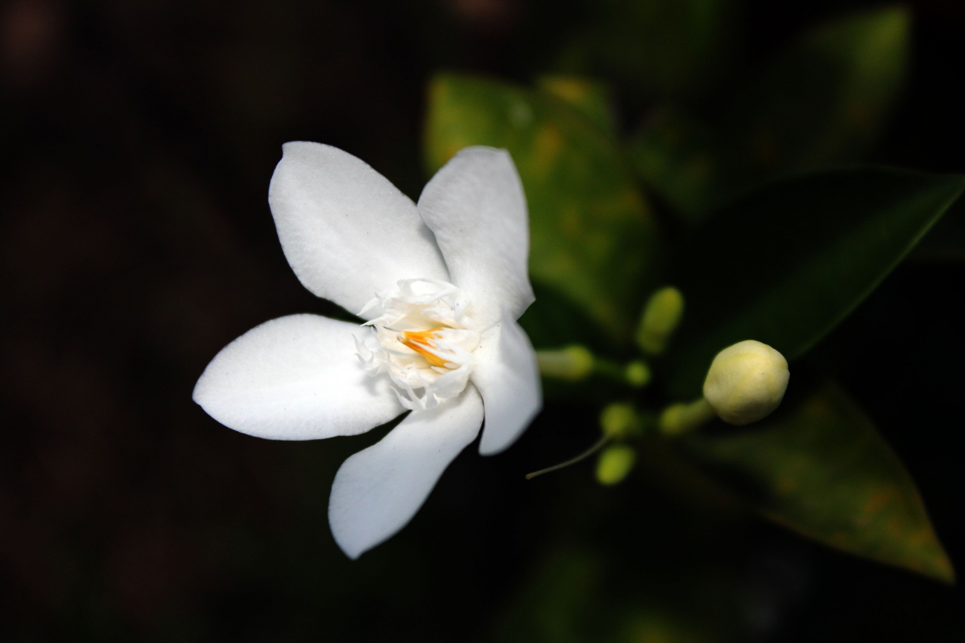 white flower flower tiny petals free photo