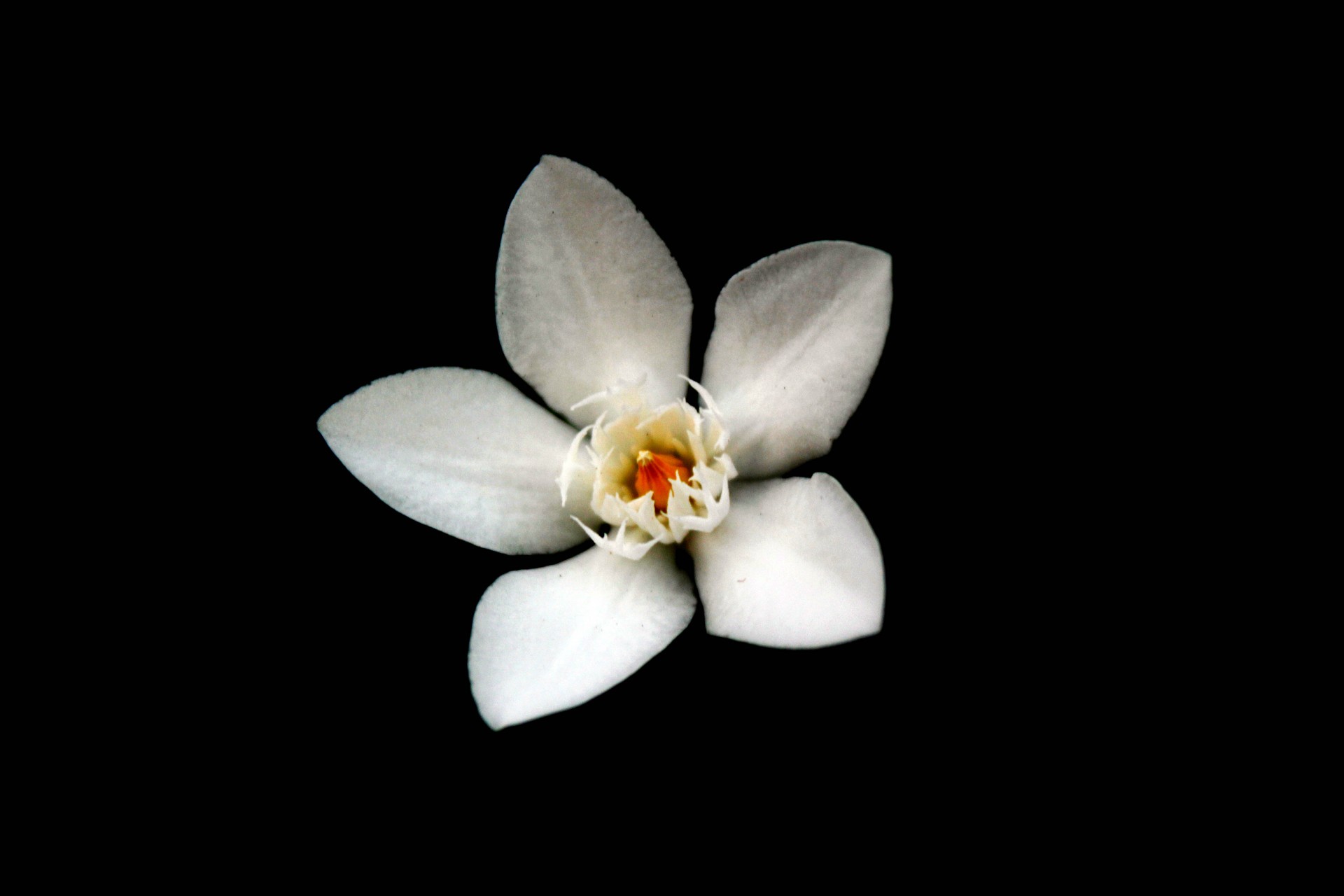 white flower flower tiny petals free photo