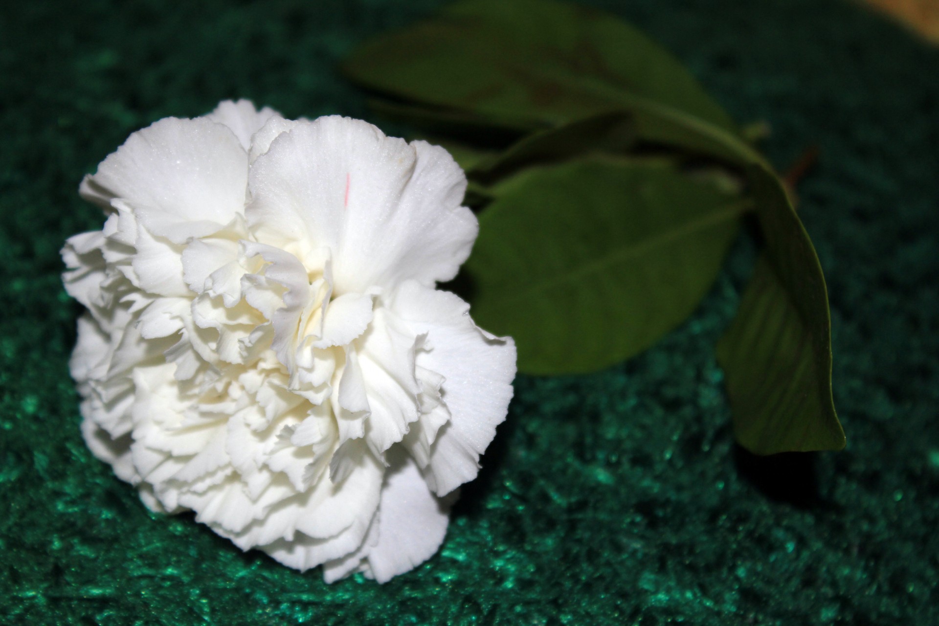 white flower white flower free photo