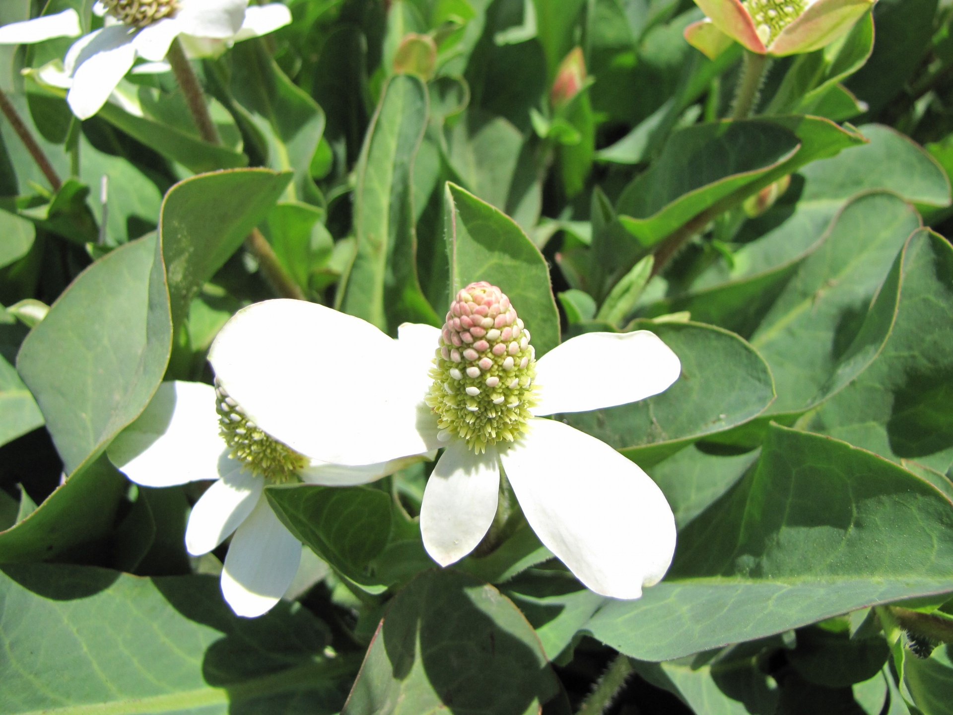 white flower petals free photo