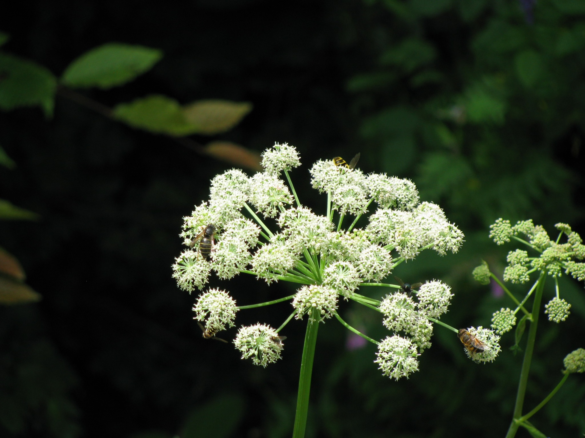 flower image mountain free photo