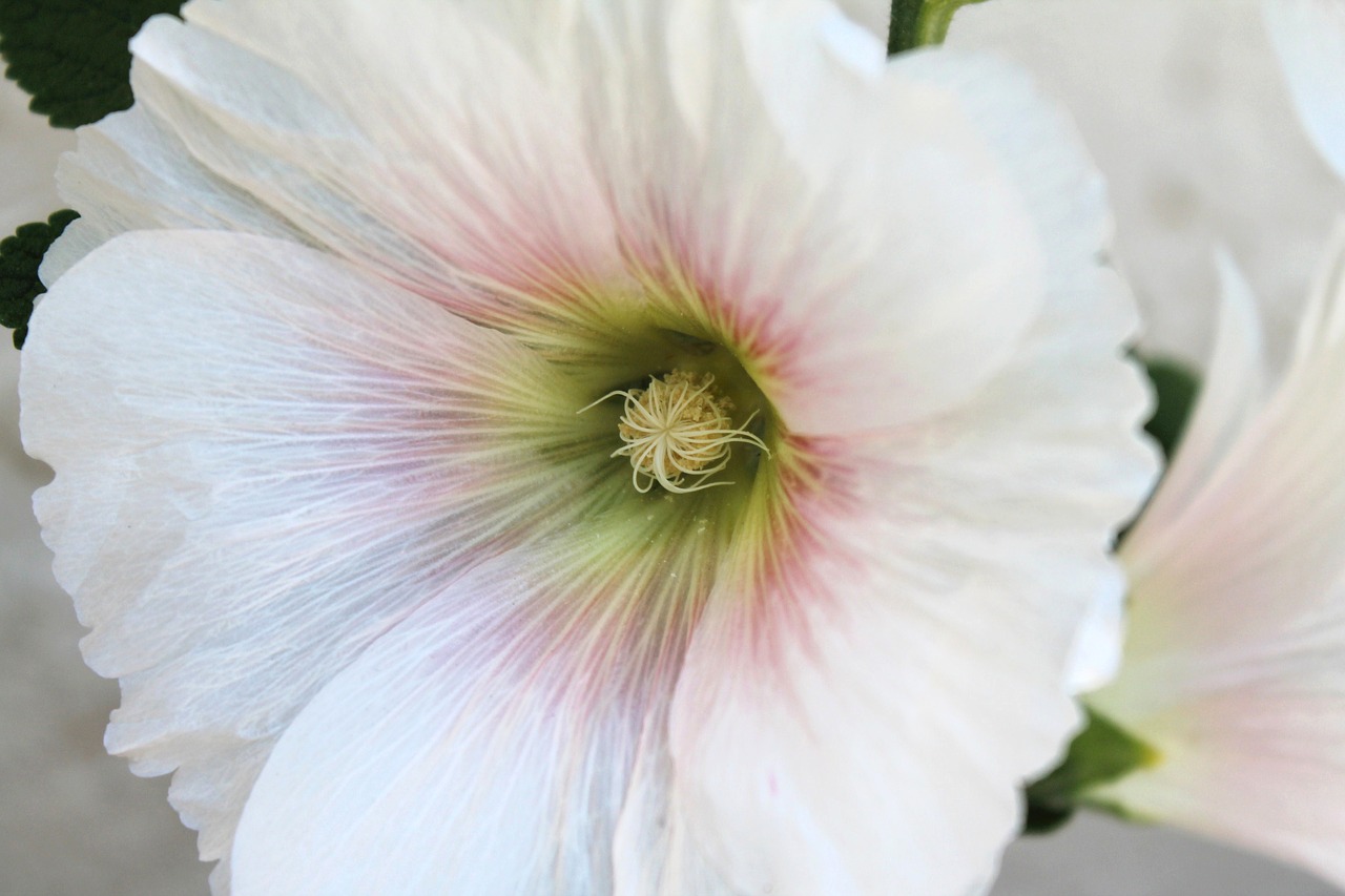 white flower spring bloom free photo