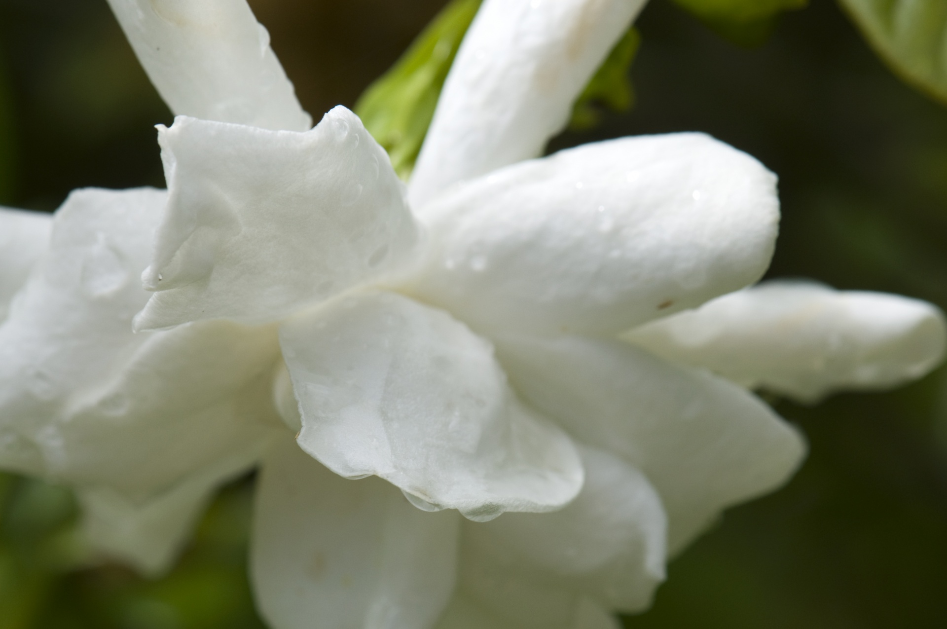 flower flora close-up free photo