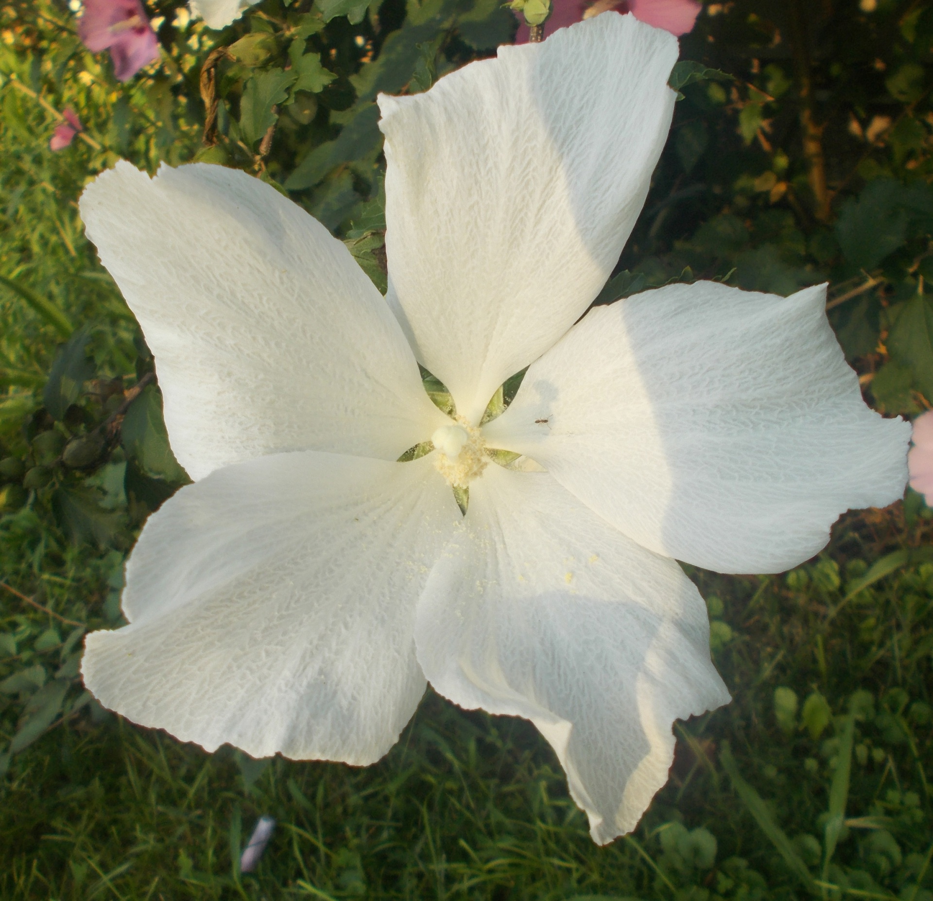 beautiful white flower free photo