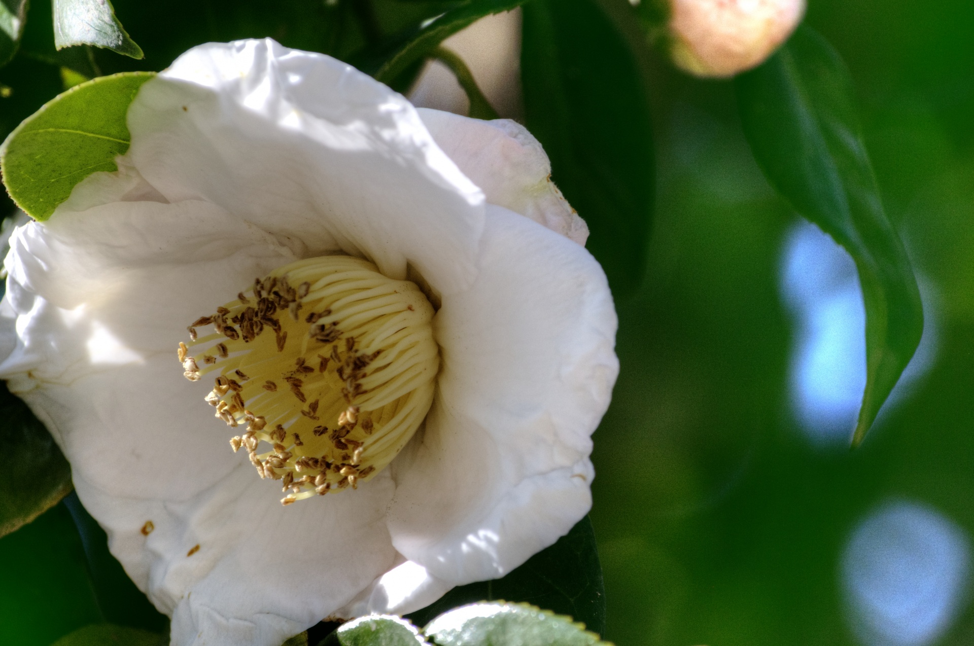 flower flowers white free photo