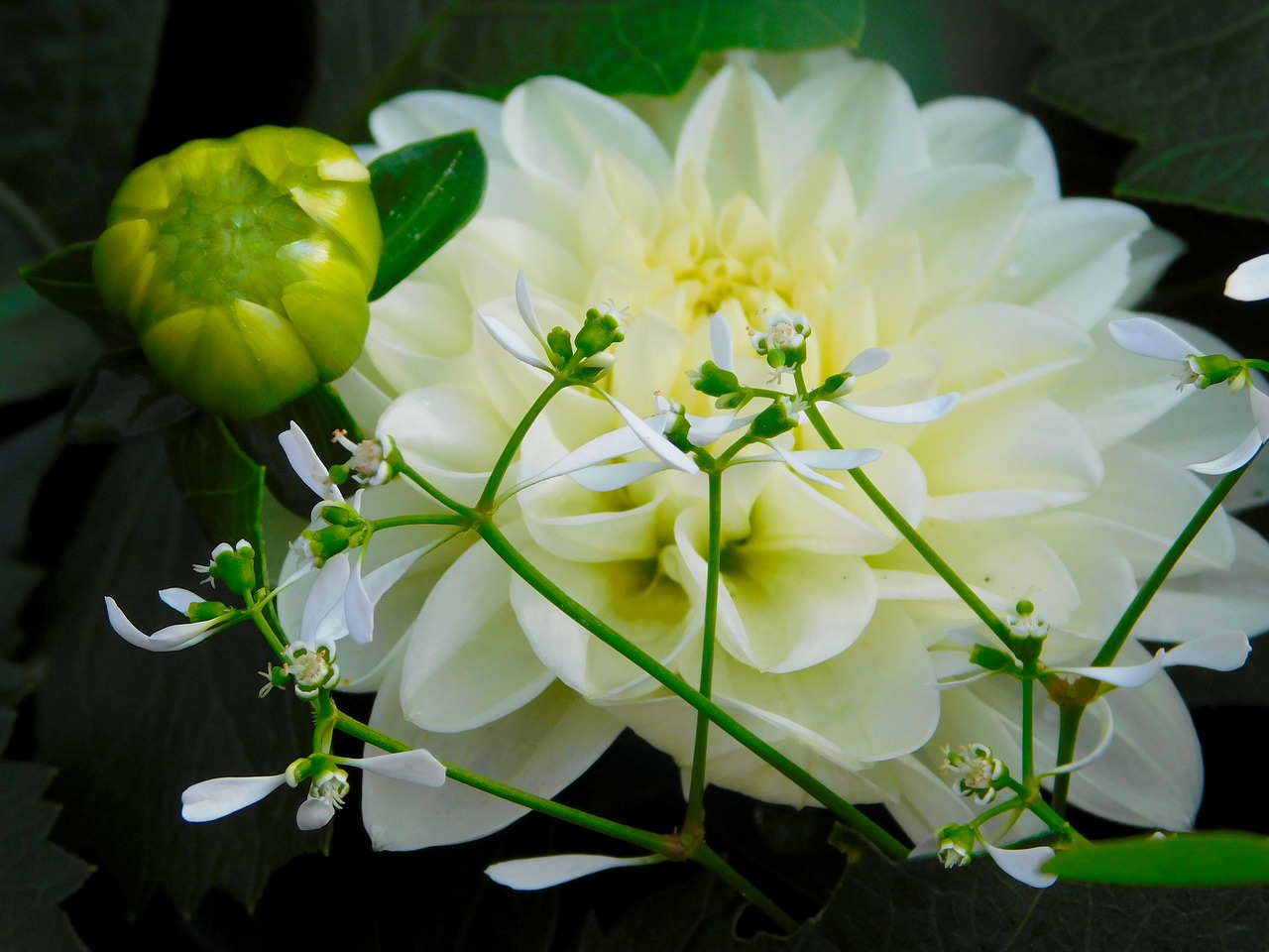 white flower bud blossom free photo