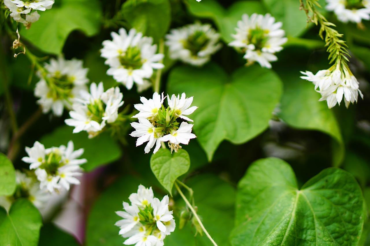 white flower flower white free photo