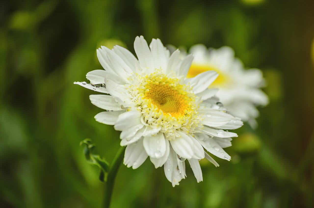 white flower spring white free photo