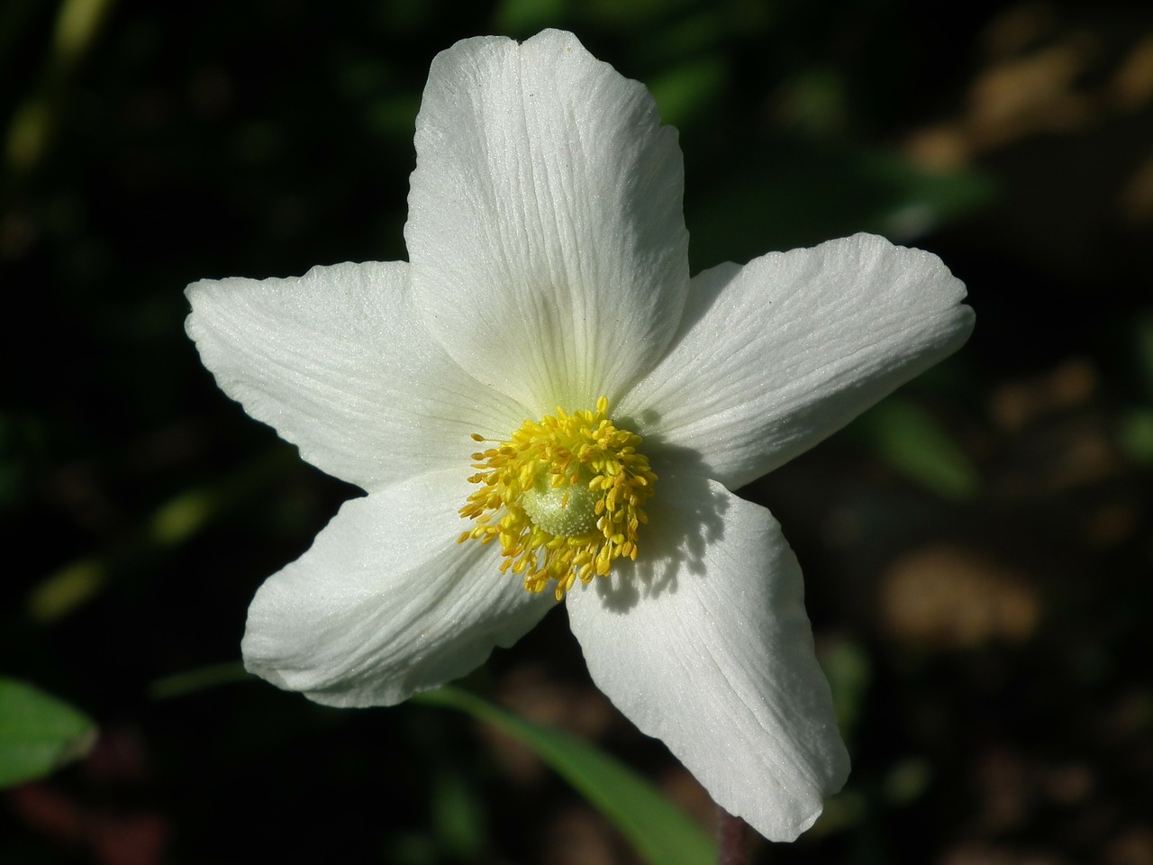 white flower spring flower flower free photo