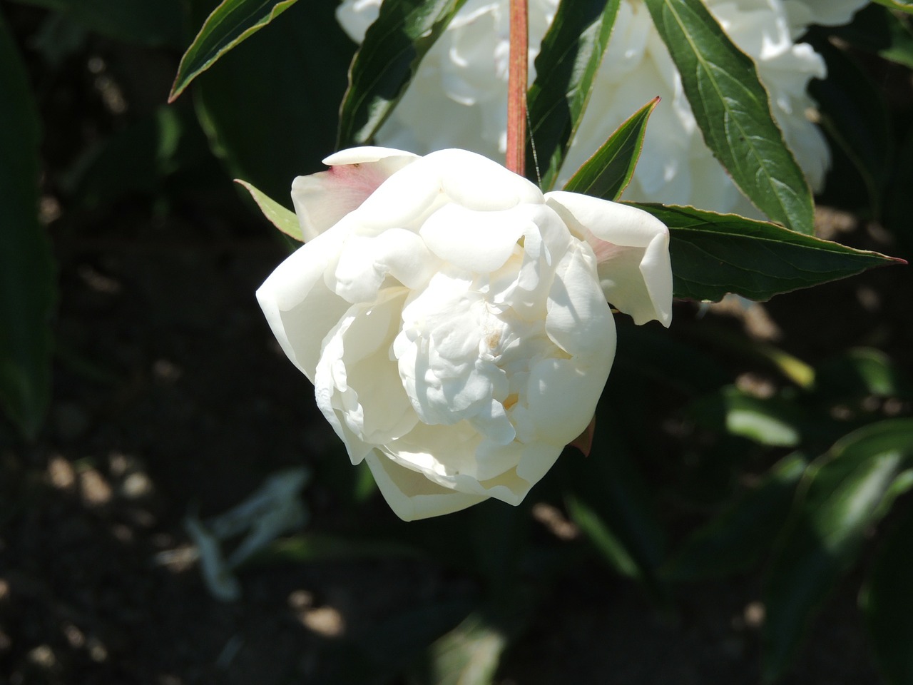 white flower pfingstsrose flower free photo