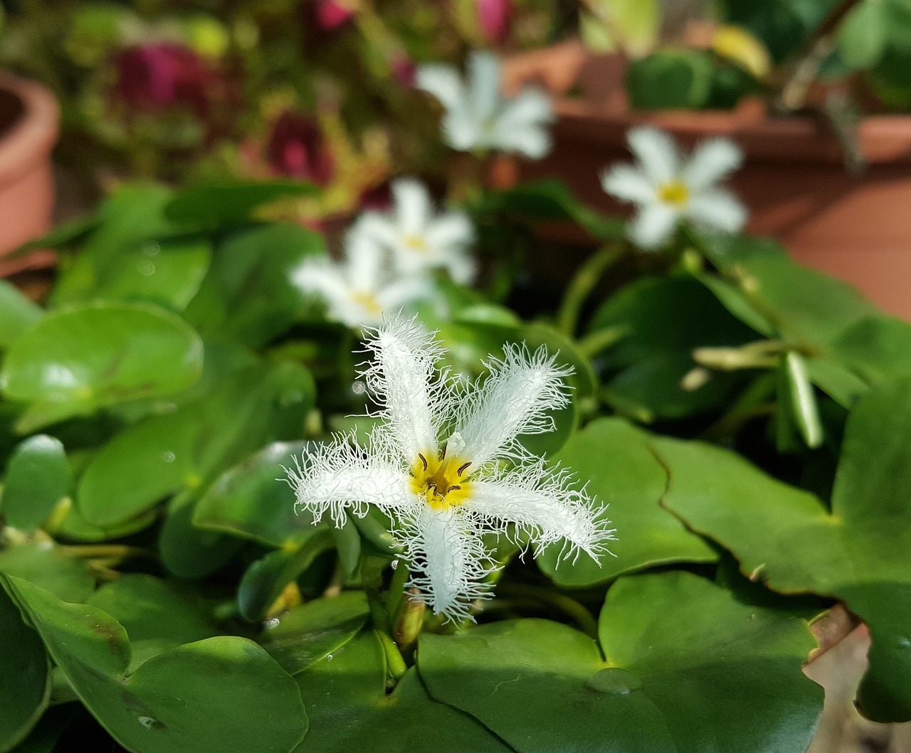 white flower white aquatic plants free photo