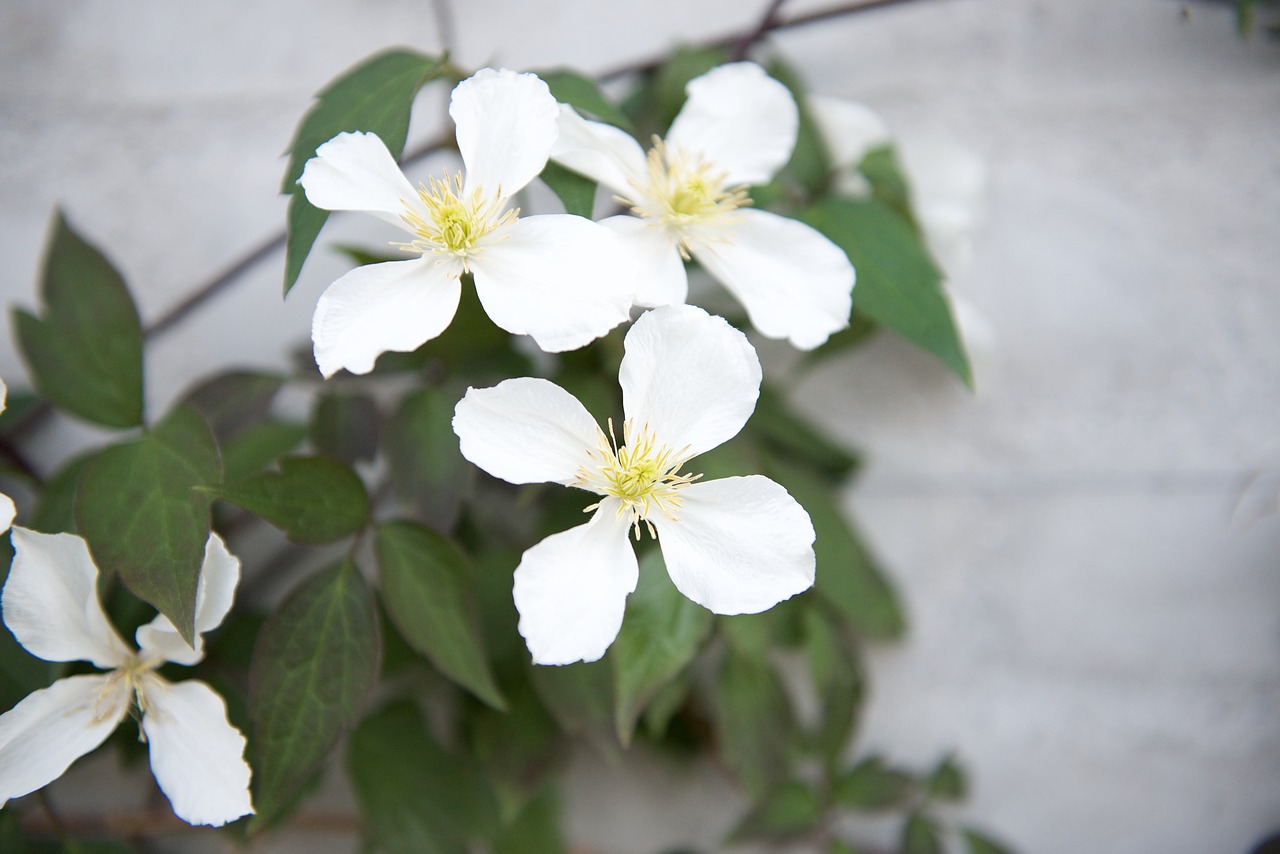 white flower summer flower flower free photo