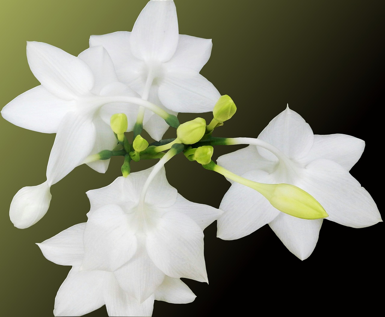 white flower flower spring free photo