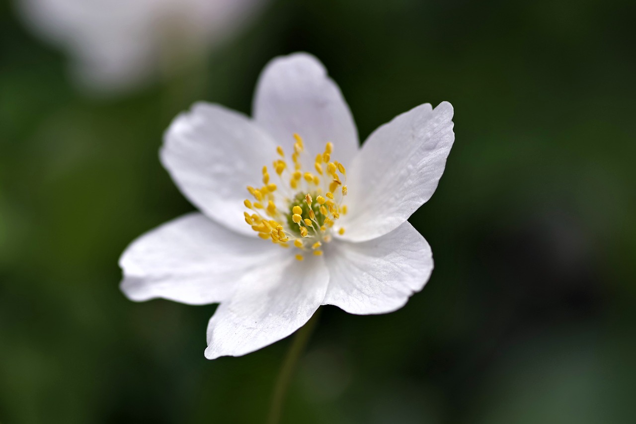 white flower yellow stamens biel free photo