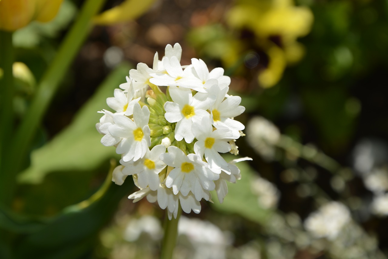 white flower nature bouquet free photo