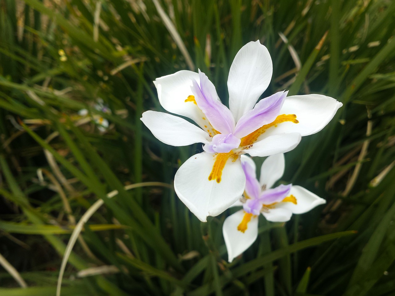 white flower pink flower lily free photo