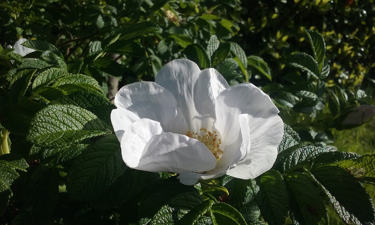 white flower natural leaf free photo