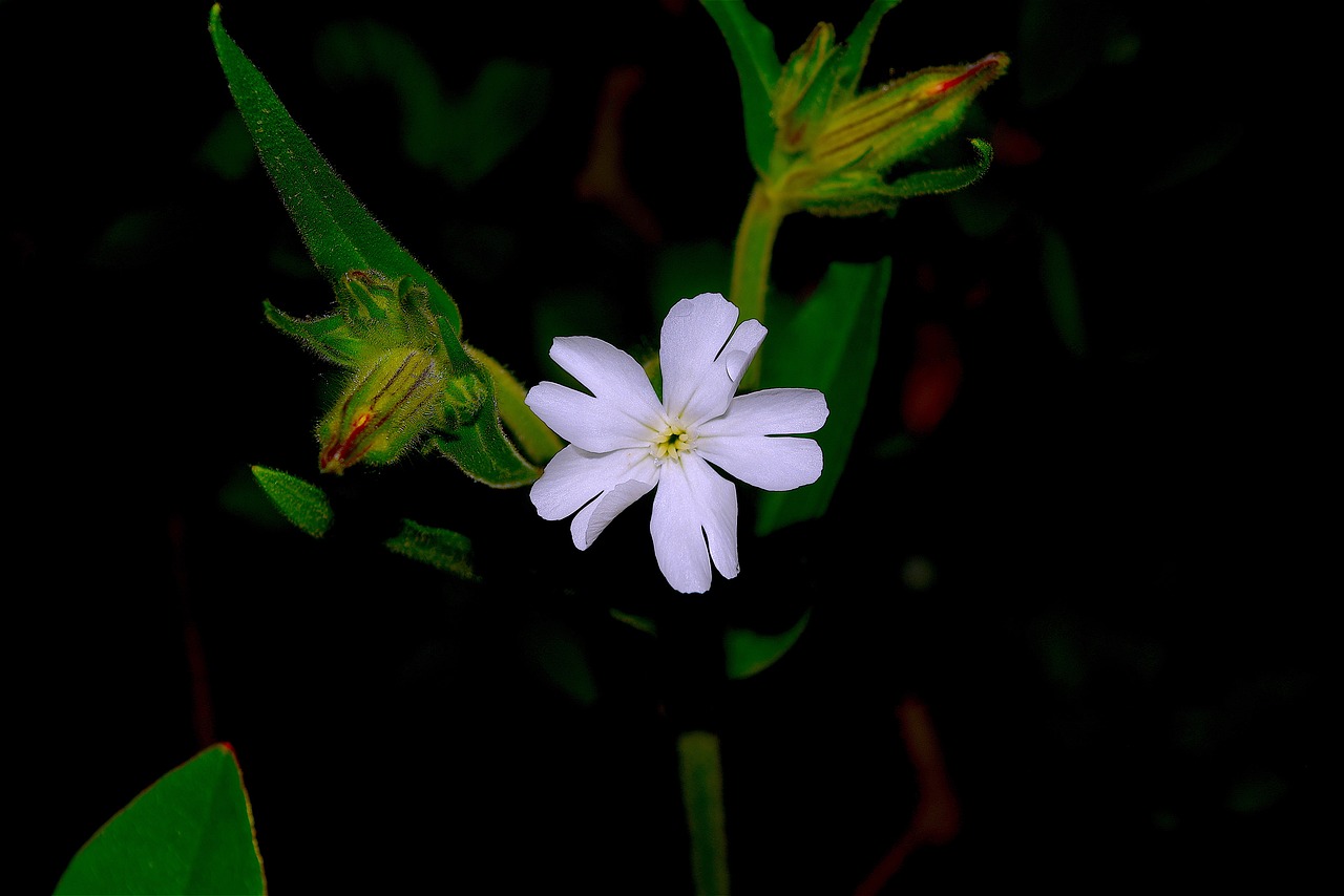 white flower dew rain free photo