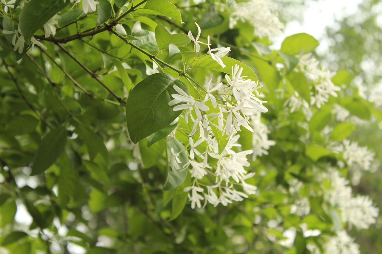 Белые цветы на дереве