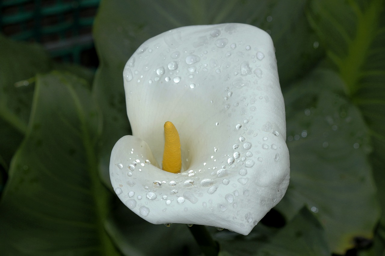 white flower cartridge garden free photo