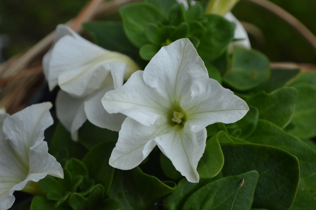 white flower summer bloom free photo