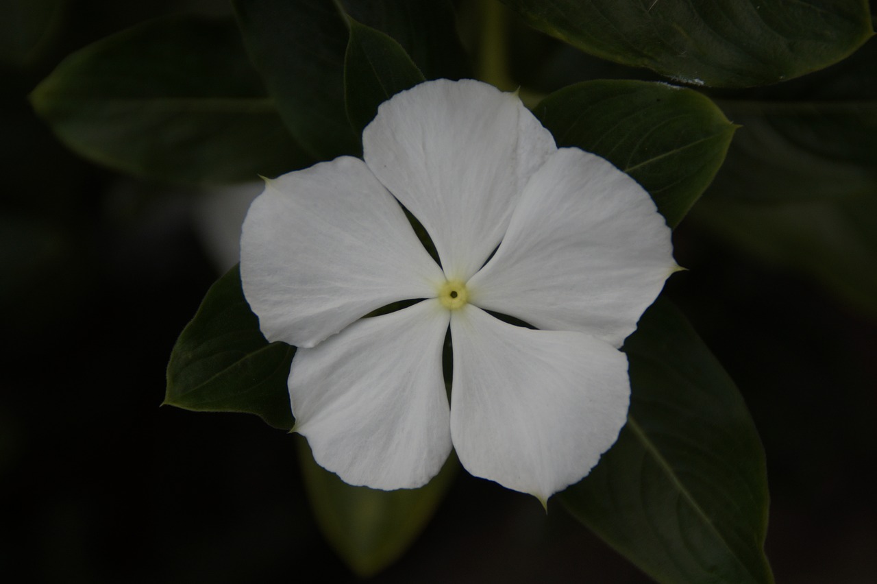 white flower white blossom white free photo