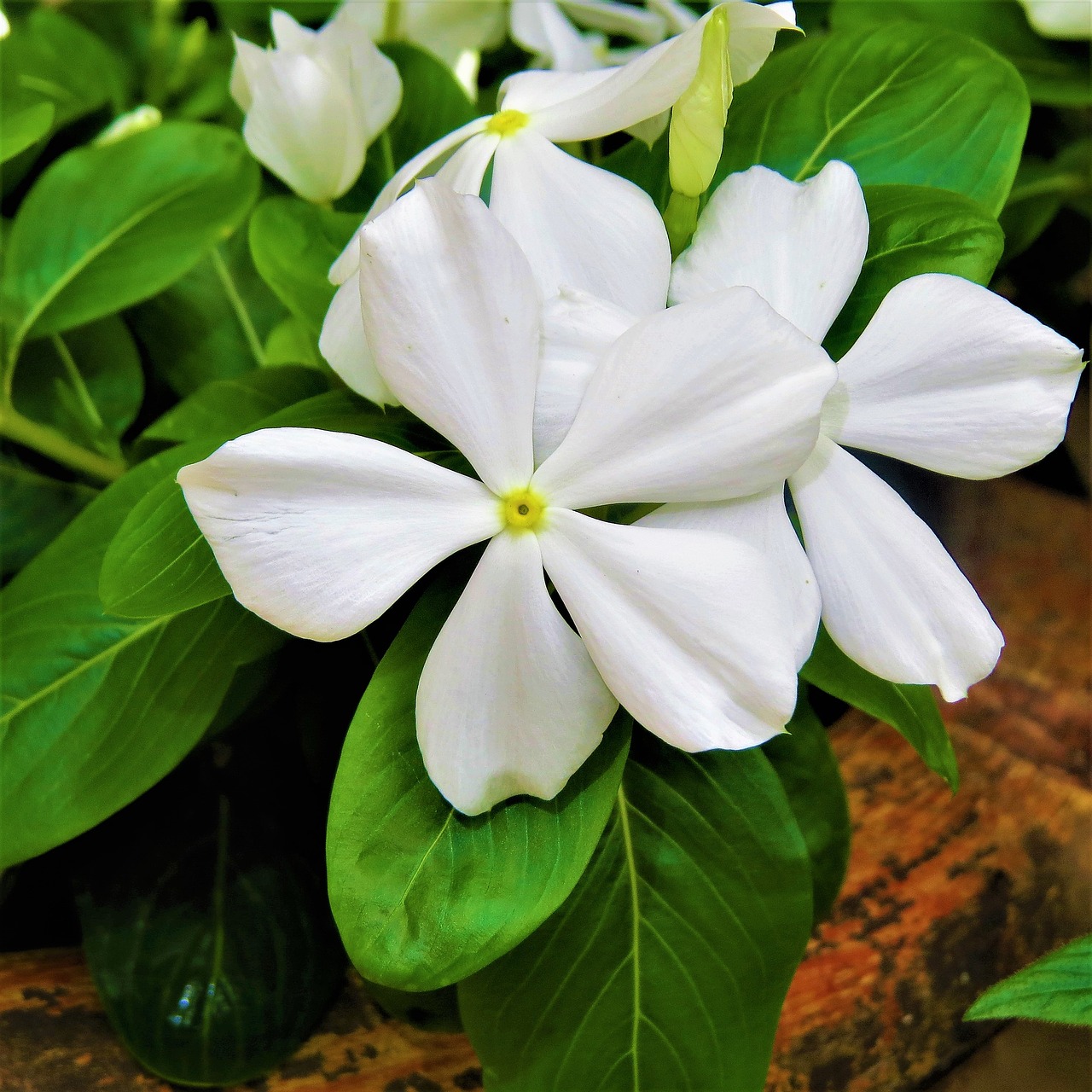 white flower bloom macro free photo