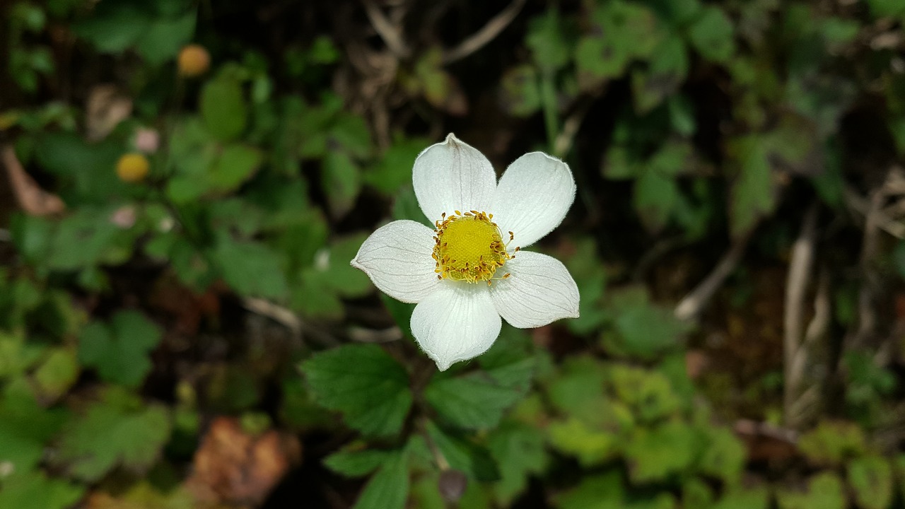 white flower morning plant free photo